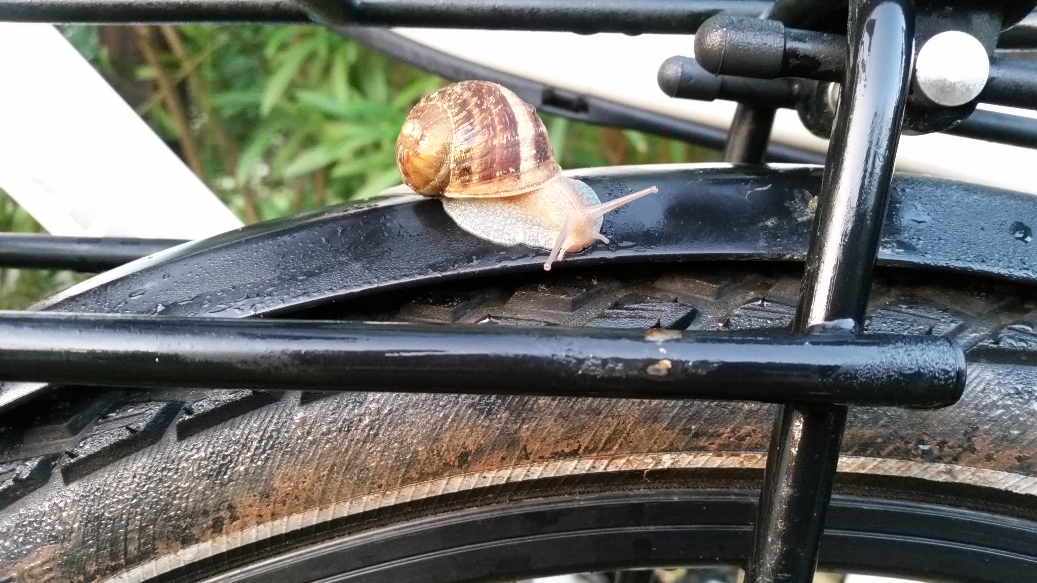 Morgentau und die Begleiterscheinungen